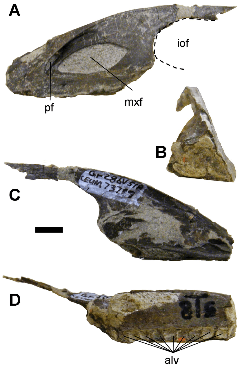 File:Geminiraptor.png - Wikipedia