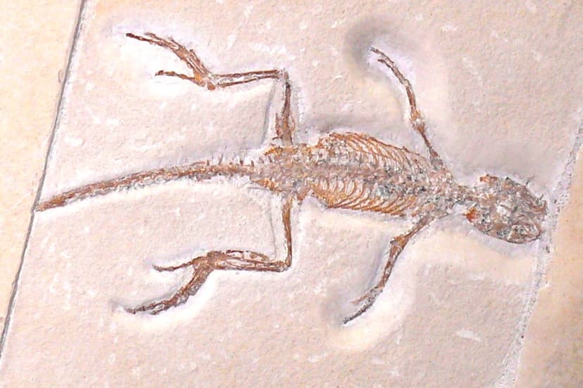 File:Homoeosaurus.jpg - Wikimedia Commons