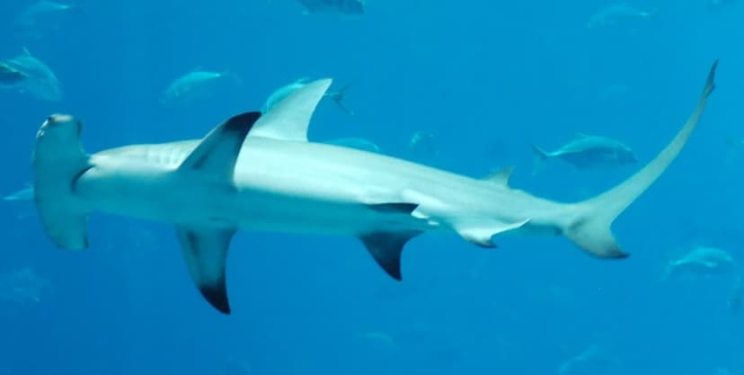File:Sphyrna mokarran at georgia.jpg - Wikipedia
