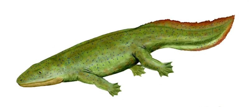File:Hynerpeton BW.jpg - Wikipedia