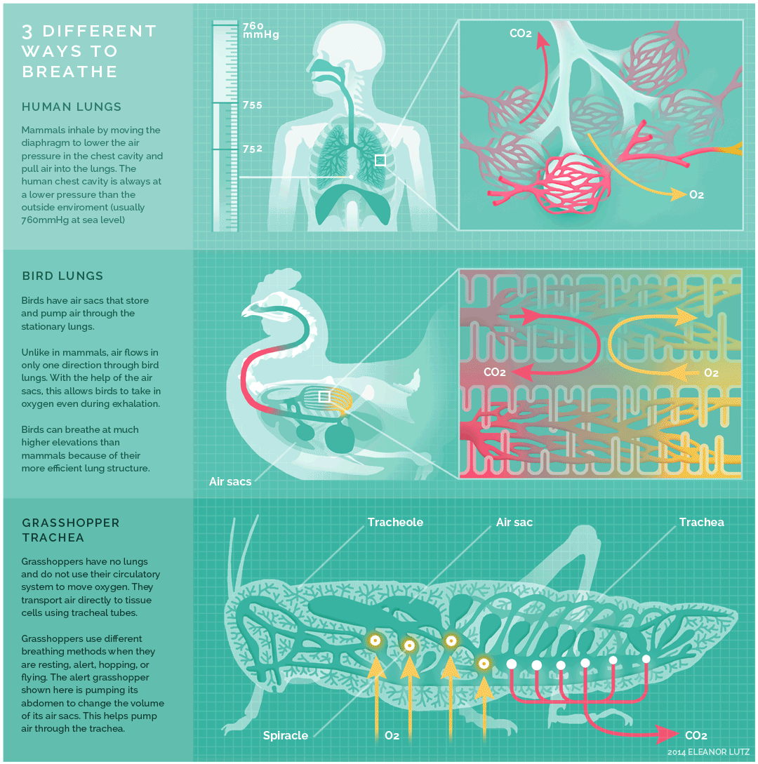 File:Respiration-bird-mammal-insect (1).gif - Wikimedia Commons
