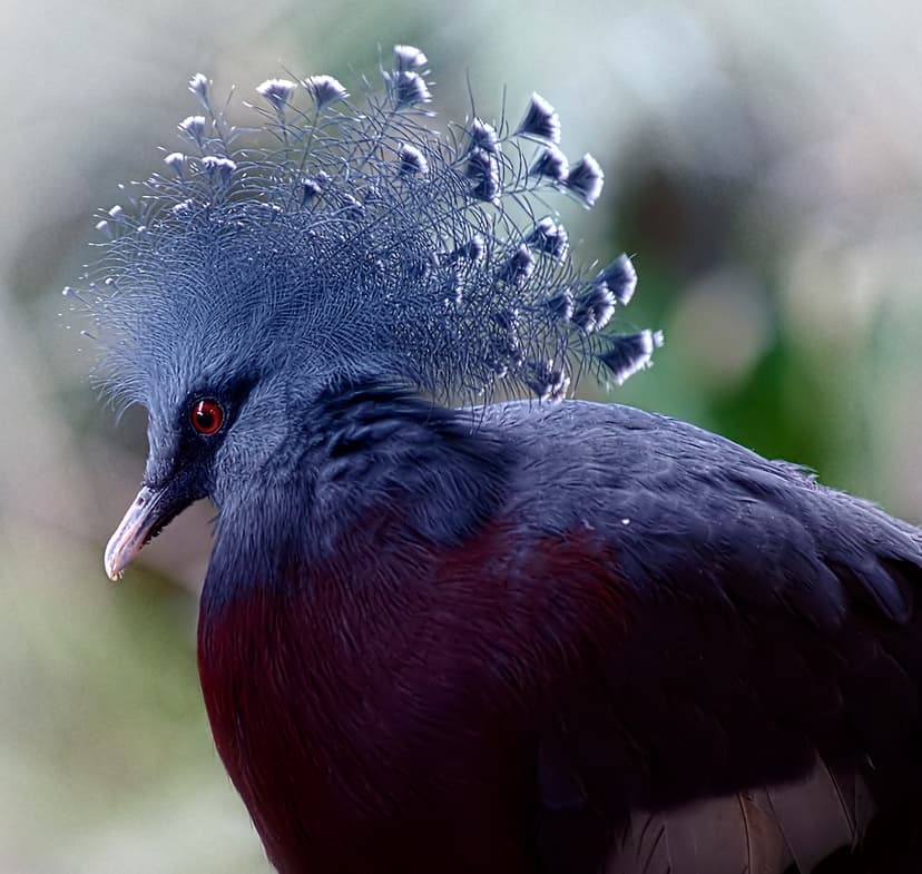 File:Victoria Crowned Pigeon (11722417614).jpg - Wikimedia Commons