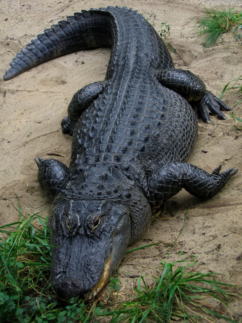 Òbrôzk:American Alligator.jpg - Kaszëbskô Wikipedijô