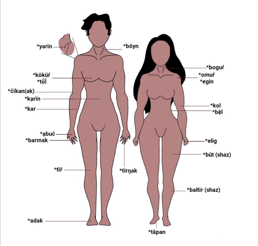 File:Body parts in Proto-Turkic.jpg - Wikimedia Commons