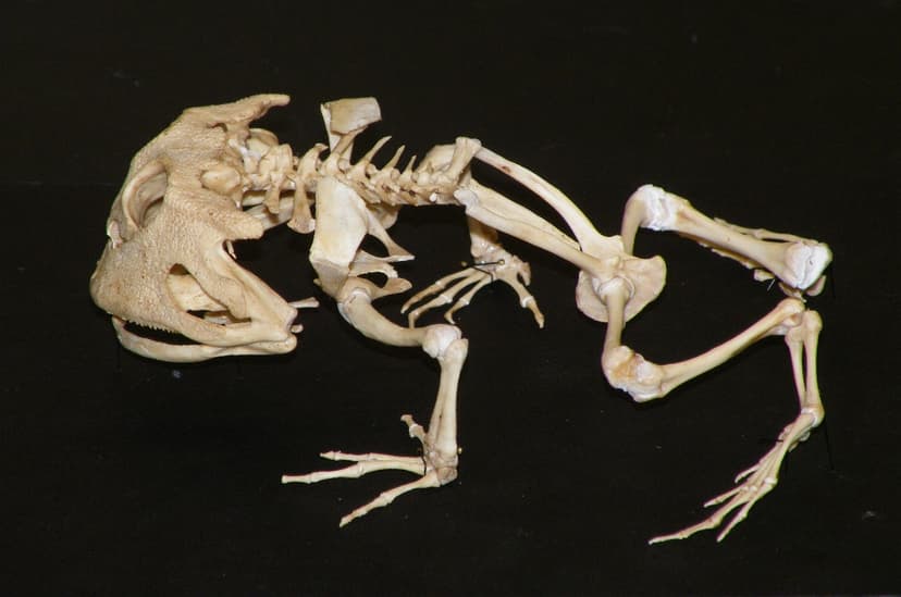 File:Cornuta side view web.jpg - Wikipedia