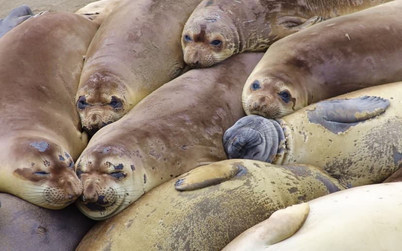File:Elephant seal colony.jpg - Wikimedia Commons