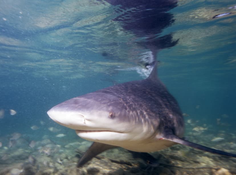 File:Bull shark (2007).jpg - Wikipedia