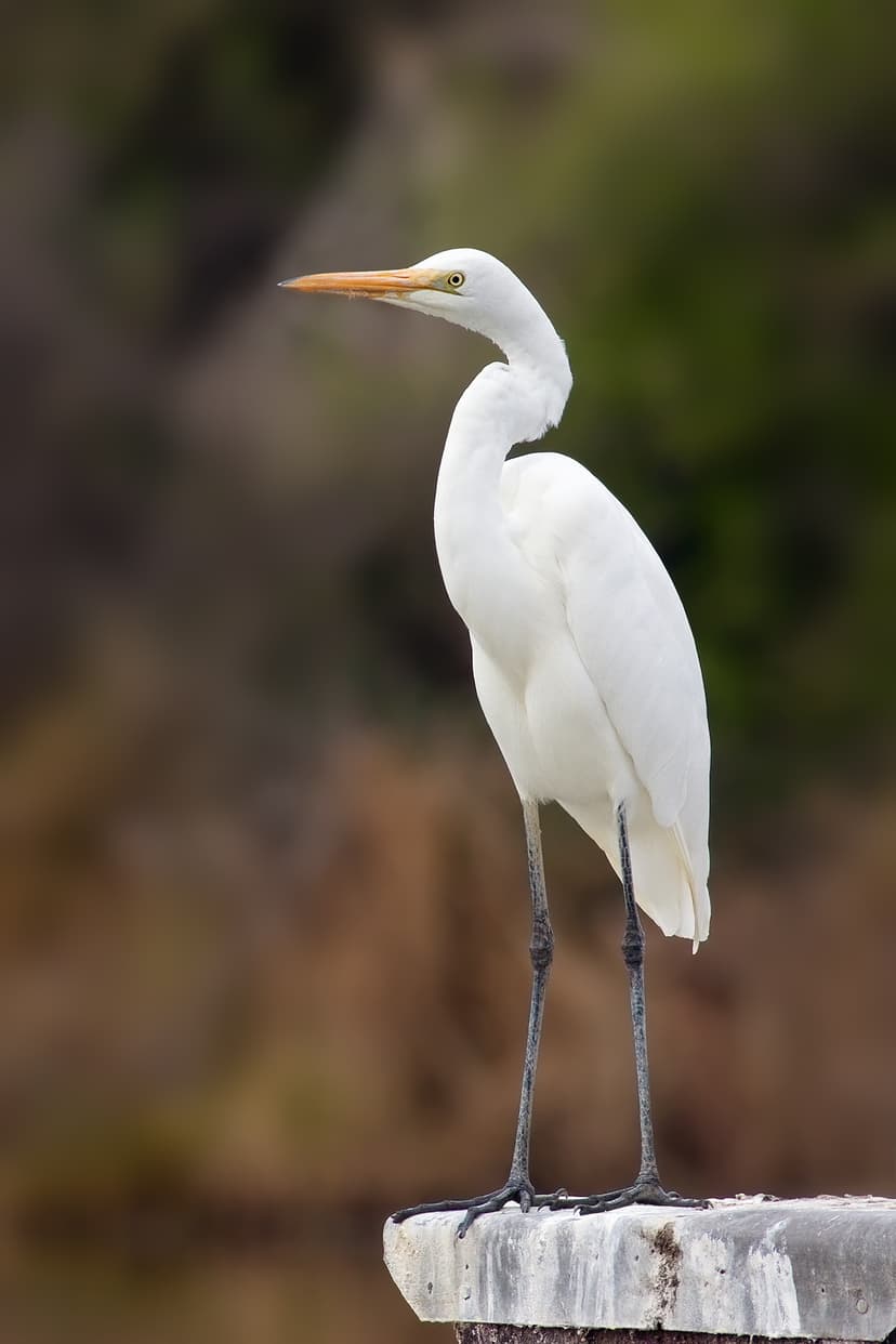 File:Ardea modesta.jpg - Wikipedia