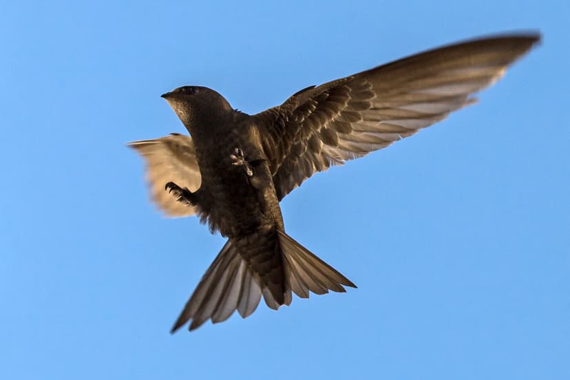 File:Common Swift Apus apus.jpg - Wikipedia