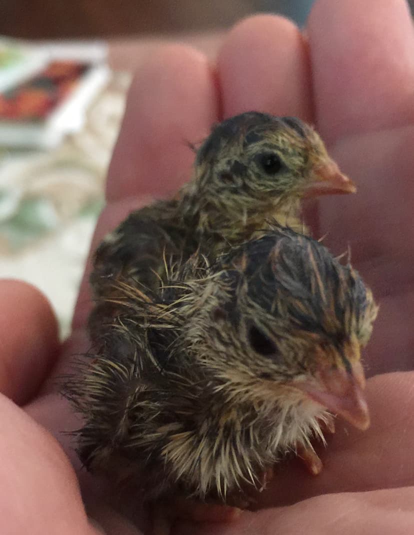 File:Coturnix japonica day 01.jpg - Wikipedia