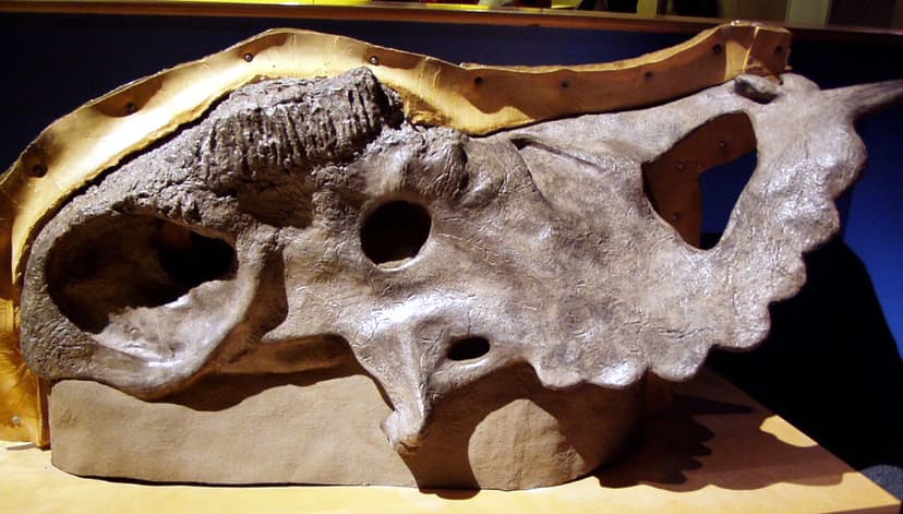 File:Pachyrhinosaurus.jpg - Wikipedia