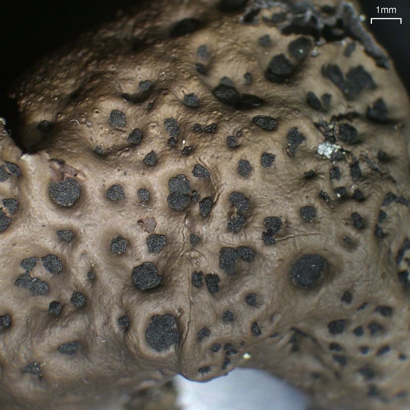 File:Plated Rock Tripe (4502239344).jpg - Wikimedia Commons