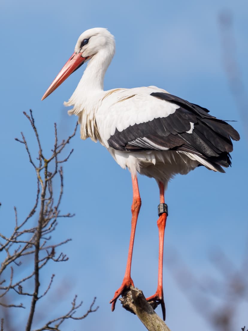 File:Ringed white stork.jpg - Wikipedia