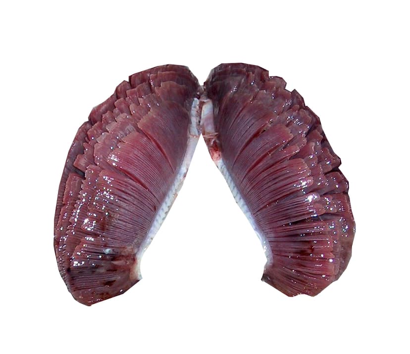 File:Tuna Gills in Situ cut.jpg - Wikipedia