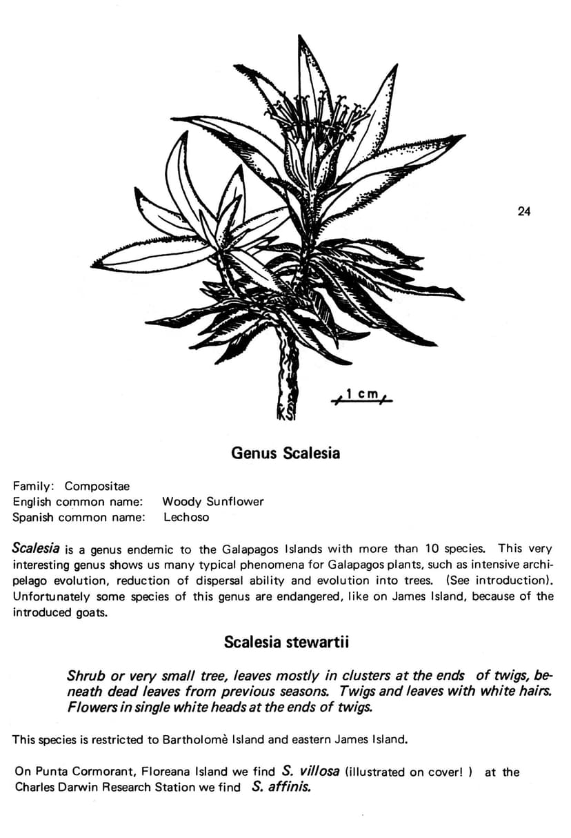 File:Galapagos plants II 24.jpg - Wikimedia Commons