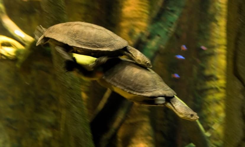 Archivo:Phrynops tuberosus 3zz.jpg - Wikipedia, la enciclopedia libre