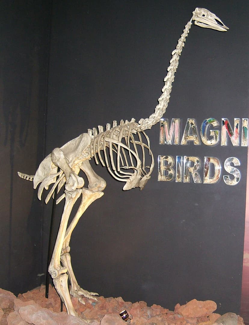 File:Elephant Bird skeleton.jpg - Wikimedia Commons