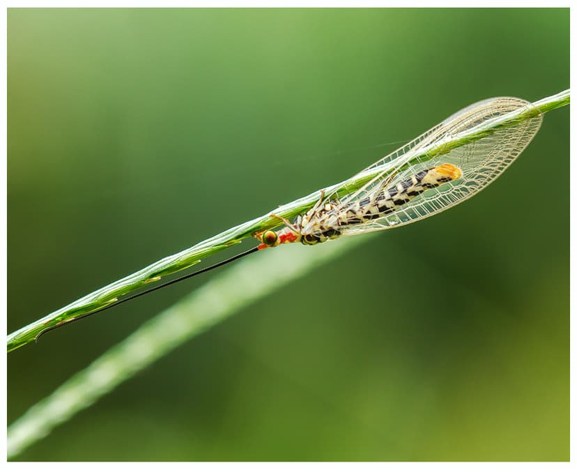File:Green lacewing (Chrysopidae).jpg - Wikimedia Commons