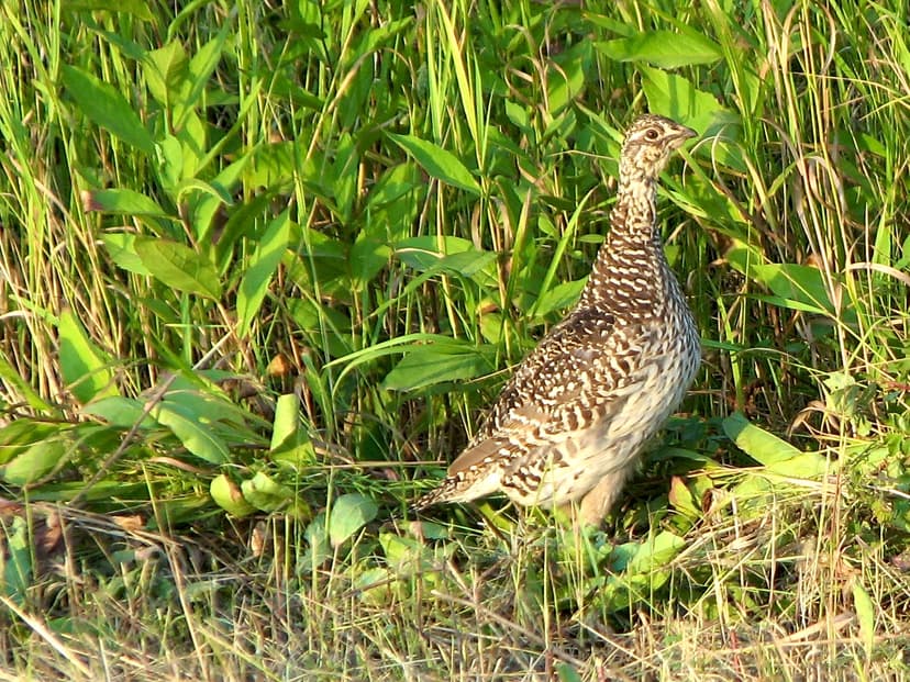 File:Sharp-tailed Grouse.jpg - Wikimedia Commons