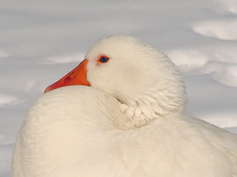 File:Anserinae 07273.jpg - Wikimedia Commons