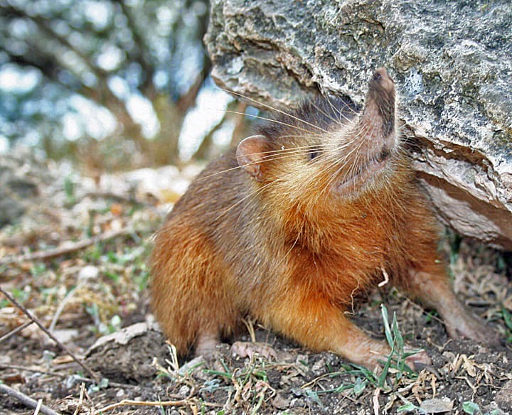 File:Hispaniolan Solenodon crop.jpg - Wikipedia