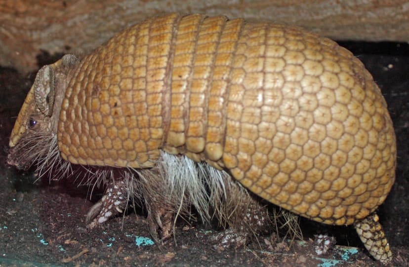 File:SouthernThreeBandedArmadillo065b.jpg - Wikipedia