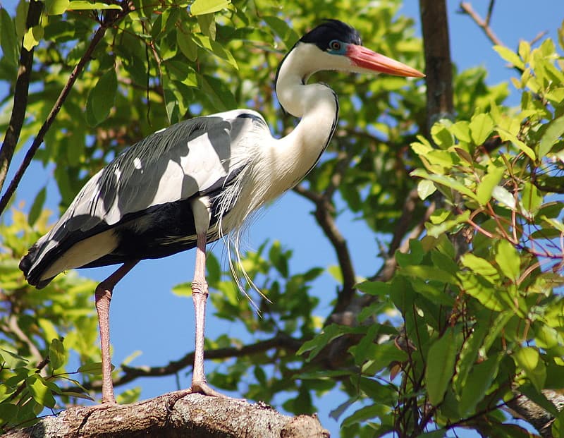File:Ardea cocoi.jpg - Wikipedia