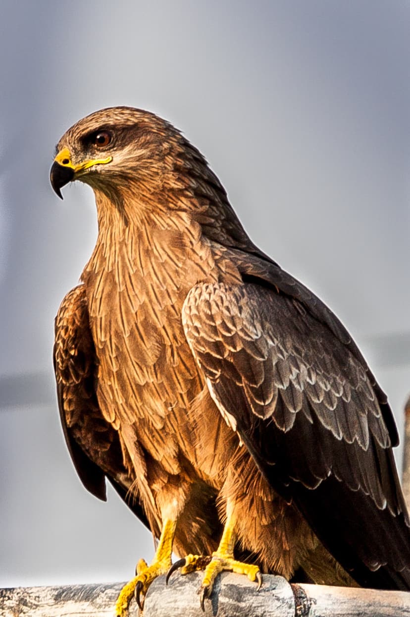 File:Black Kite (50891548).jpeg - Wikimedia Commons