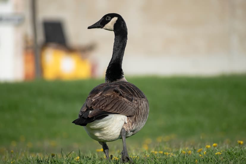 File:Canada Goose at Downsview Park 51.jpg - Wikimedia Commons