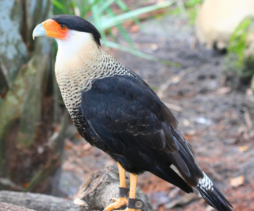 File:Caracara cheriway -Brevard Zoo-8a.jpg - Wikipedia