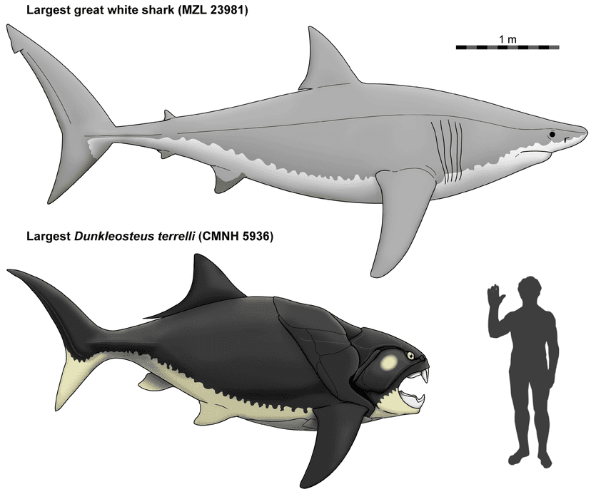 File:Dunkleosteus terrelli size comparison.png - Wikimedia Commons