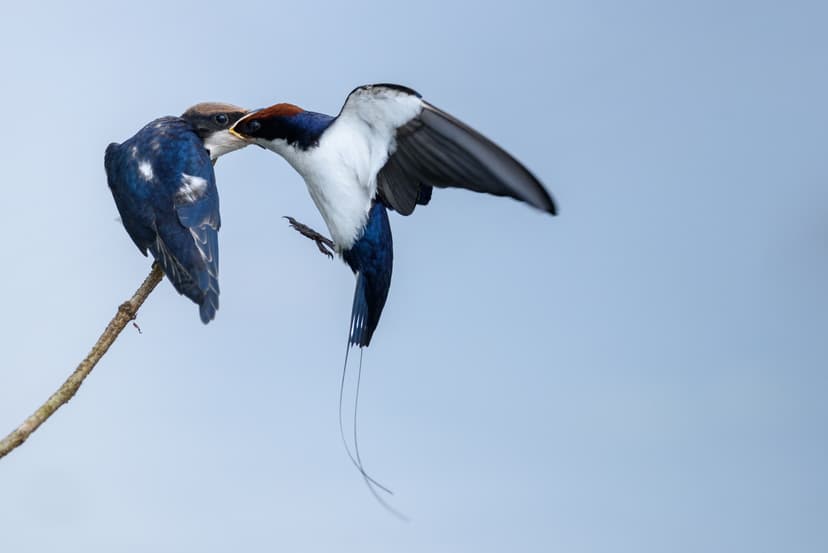 Parental care in birds - Wikipedia