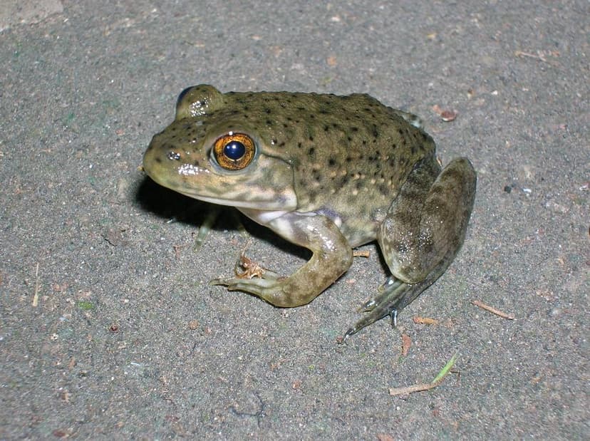 American bullfrog - Wikipedia