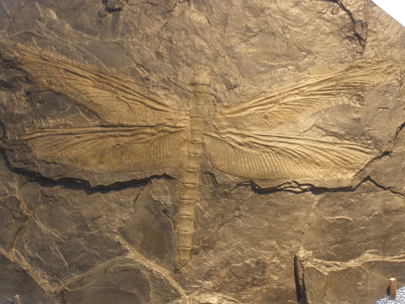 File:Meganeura fossil.JPG - Wikimedia Commons