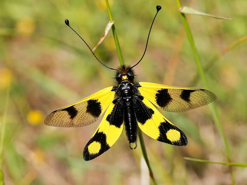 File:Owlfly (35455199734).jpg - Wikimedia Commons