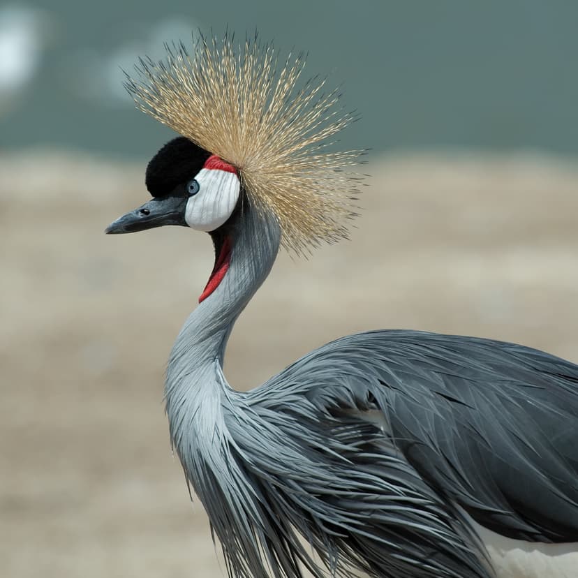 File:Balearica regulorum 1 Luc Viatour.jpg - Wikipedia