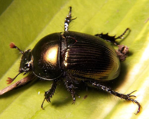File:Dung beetle Geotrupes sp.jpg - Wikimedia Commons