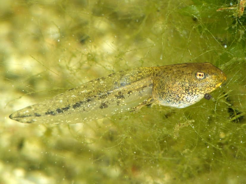 File:RanaTemporariaLarva2.jpg - Wikimedia Commons