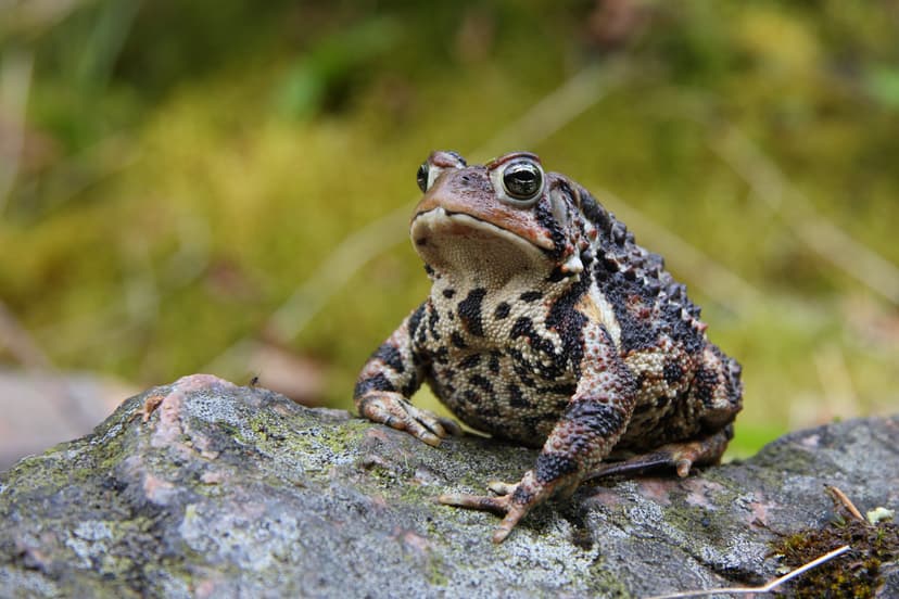 File:Bufo americanus PJC1.jpg - Wikipedia