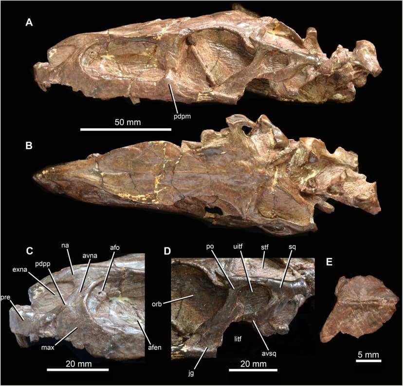 File:Turfanosuchus skull views.jpg - Wikimedia Commons