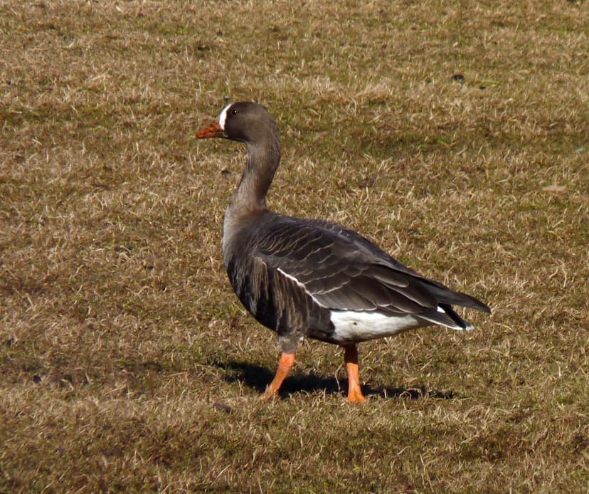 File:Anser albifrons flavirostris NJ1.jpg - Wikimedia Commons
