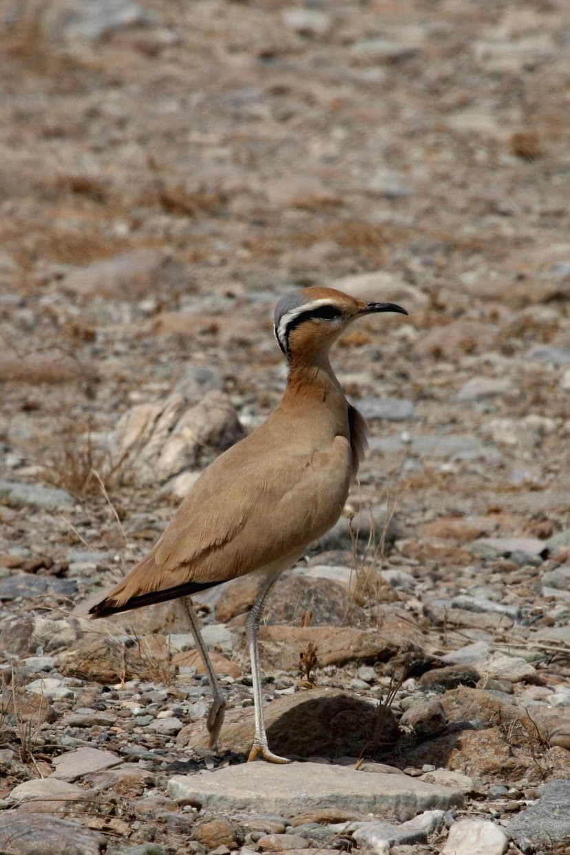 File:Cream-coloured Courser.jpg - Wikipedia