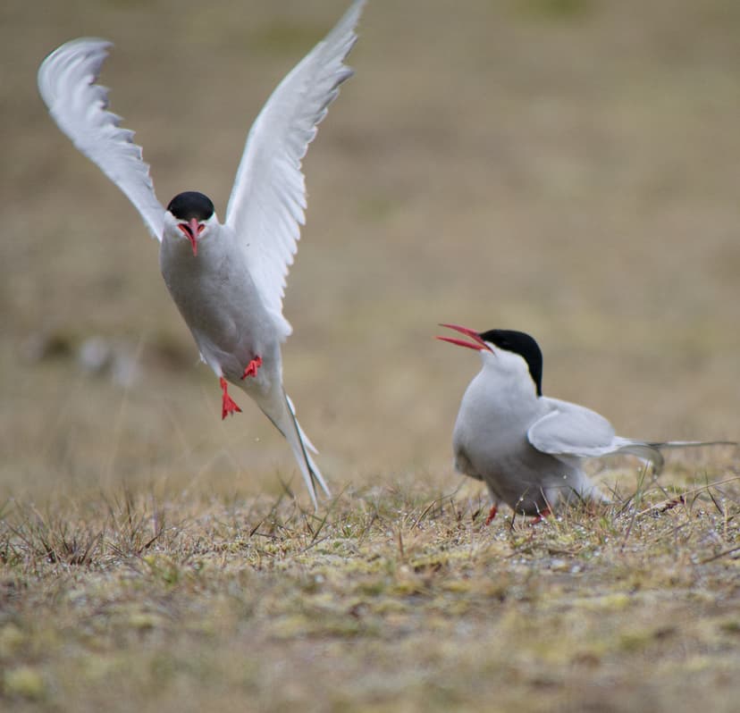 File:Arctic Terns Fight (73174263).jpeg - Wikimedia Commons