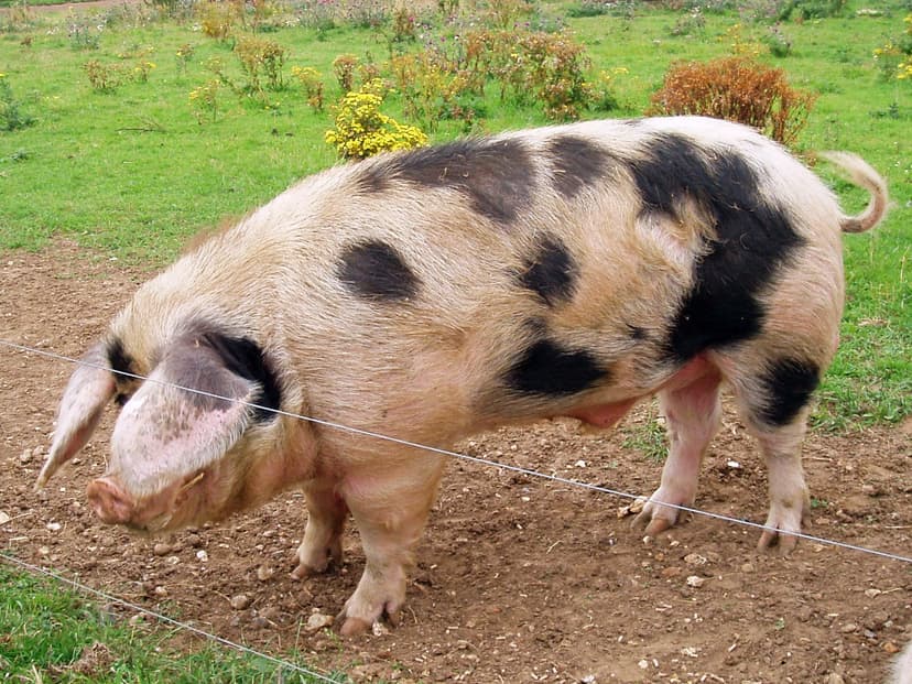 File:Gloucester Old Spot Boar, England.jpg - Wikipedia