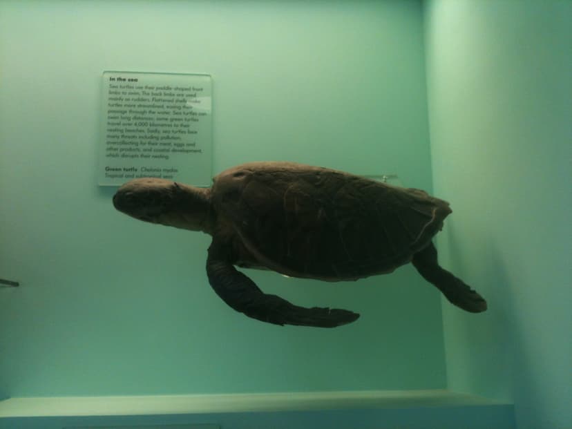 File:Green Turtle, Chelonia mydas.JPG - Wikimedia Commons