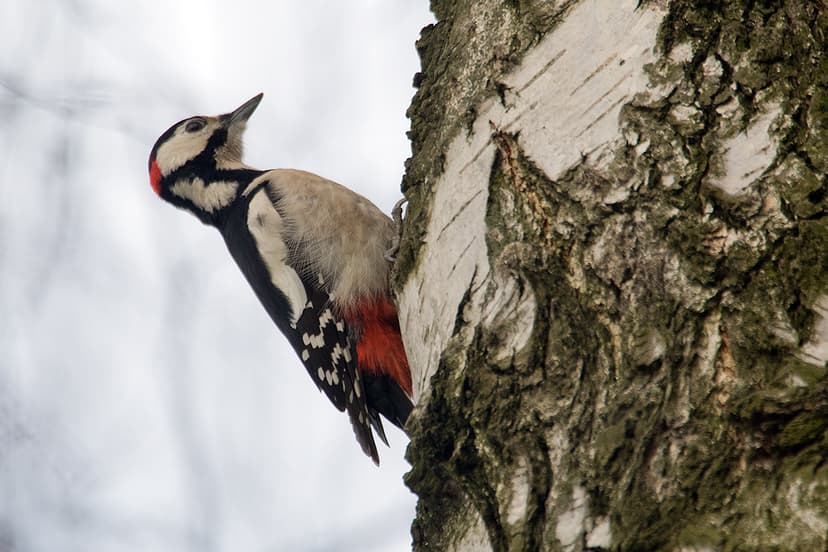 File:Woodpecker Lodz(Poland)(js)04.jpg - Wikimedia Commons