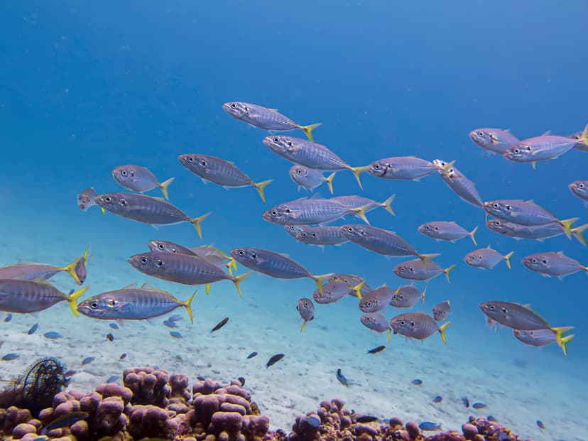 File:Yellowtail Scad Fish India.jpg - Wikipedia