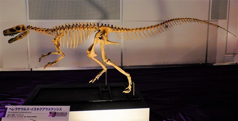 File:Herrerasaurus skeleton.jpg - Wikimedia Commons
