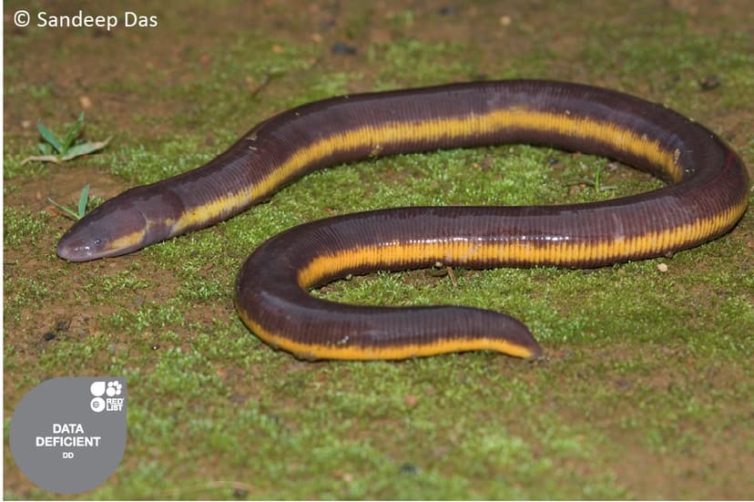 File:Ichthyophis longicephalus by Sandeep Das.jpg - Wikipedia