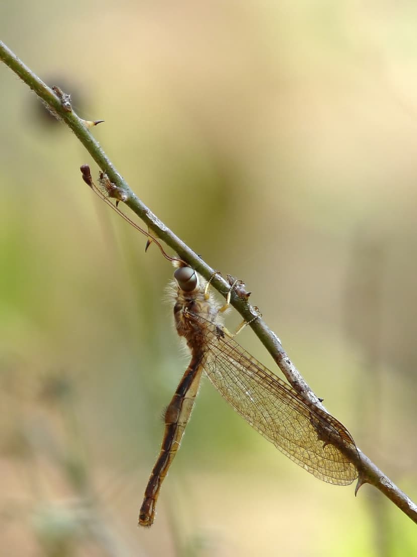 File:Owlfly Ascalaphidae by kadavoor.JPG - Wikipedia